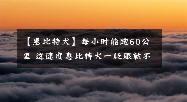 【惠比特犬】每小時能跑60公里 這速度惠比特犬一眨眼就不見了！