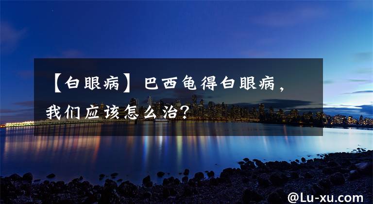 【白眼病】巴西龜?shù)冒籽鄄?，我們?yīng)該怎么治？