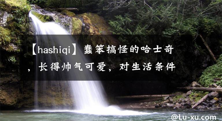 【hashiqi】蠢笨搞怪的哈士奇，長(zhǎng)得帥氣可愛(ài)，對(duì)生活條件適應(yīng)性很強(qiáng)