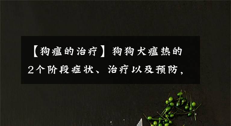 【狗瘟的治療】狗狗犬瘟熱的2個階段癥狀、治療以及預防，你了解多少呢？