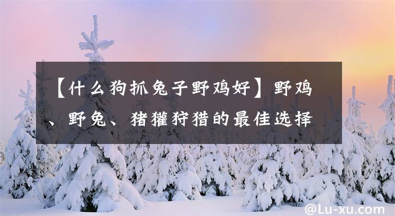 【什么狗抓兔子野雞好】野雞、野兔、豬獾狩獵的最佳選擇，山丘上必不可少的中小型獵犬