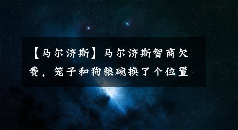 【馬爾濟斯】馬爾濟斯智商欠費，籠子和狗糧碗換了個位置，它就忘記怎么出籠子