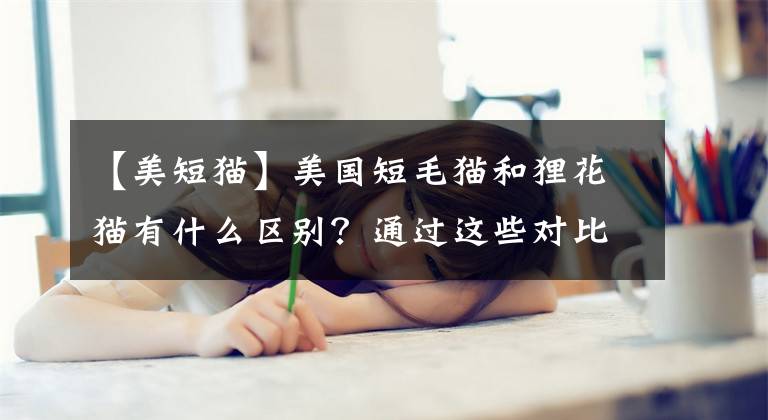 【美短貓】美國(guó)短毛貓和貍花貓有什么區(qū)別？通過這些對(duì)比，一目了然