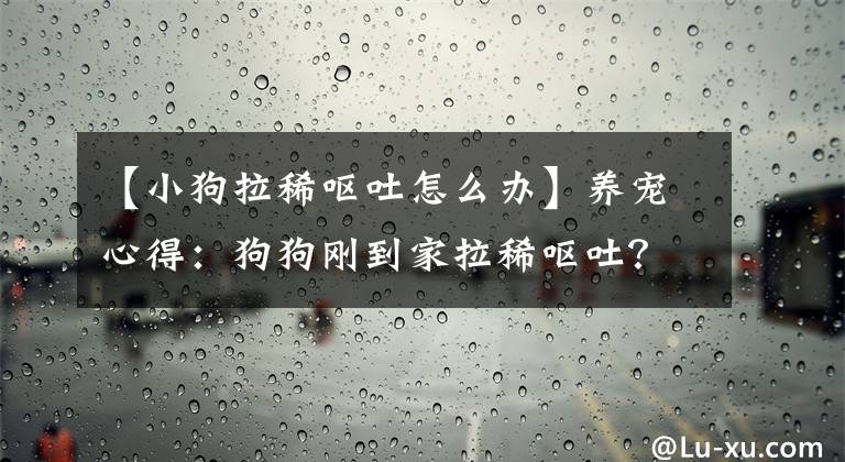 【小狗拉稀嘔吐怎么辦】養(yǎng)寵心得：狗狗剛到家拉稀嘔吐？是什么原因?qū)е碌?？怎么處理?></a></div> <div   id=