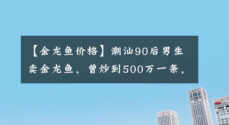 【金龍魚價(jià)格】潮汕90后男生賣金龍魚，曾炒到500萬一條，有人因它一夜暴富