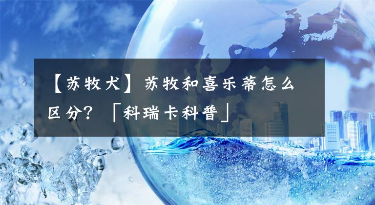 【蘇牧犬】蘇牧和喜樂蒂怎么區(qū)分？「科瑞卡科普」