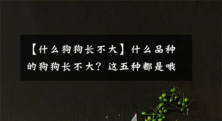 【什么狗狗長(zhǎng)不大】什么品種的狗狗長(zhǎng)不大？這五種都是哦