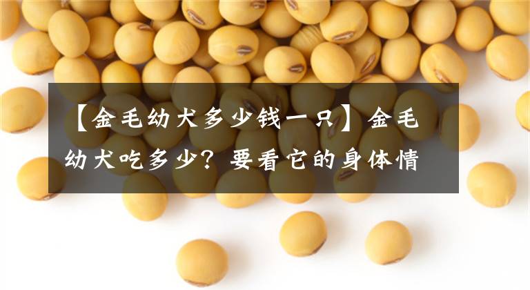 【金毛幼犬多少錢一只】金毛幼犬吃多少？要看它的身體情況，還要獲取足夠的營(yíng)養(yǎng)