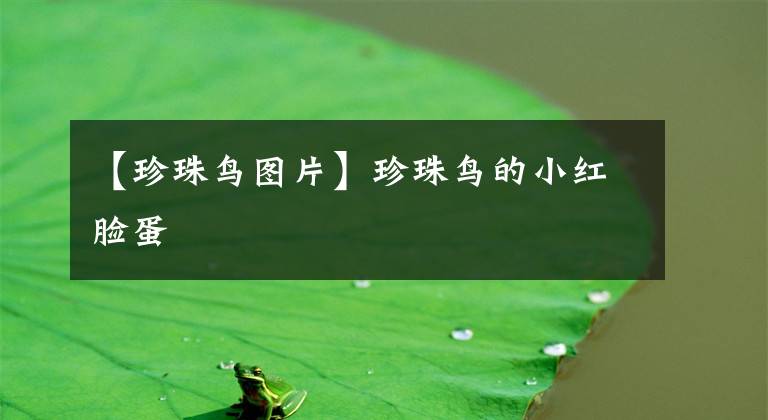 【珍珠鳥(niǎo)圖片】珍珠鳥(niǎo)的小紅臉蛋