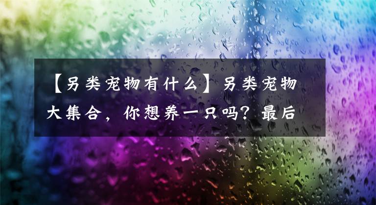 【另類寵物有什么】另類寵物大集合，你想養(yǎng)一只嗎？最后一種超出你的想象！