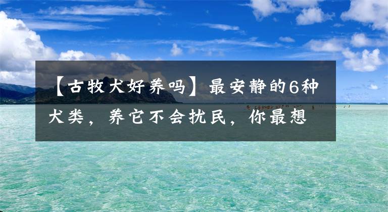 【古牧犬好養(yǎng)嗎】最安靜的6種犬類，養(yǎng)它不會擾民，你最想養(yǎng)哪種呢