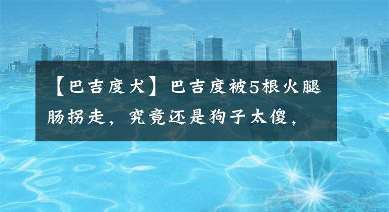 【巴吉度犬】巴吉度被5根火腿腸拐走，究竟還是狗子太傻，實(shí)錘了