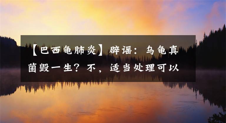 【巴西龜肺炎】辟謠：烏龜真菌毀一生？不，適當處理可以幫助龜龜恢復(fù)盛世美顏