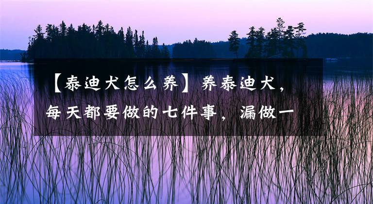 【泰迪犬怎么養(yǎng)】養(yǎng)泰迪犬，每天都要做的七件事，漏做一件都是不合格的主人