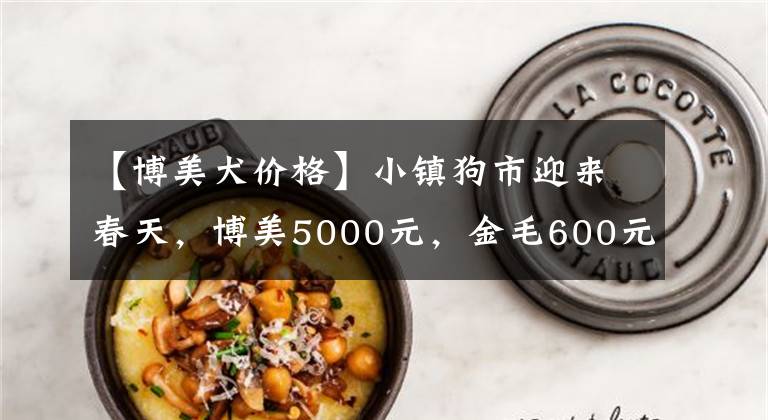 【博美犬價格】小鎮(zhèn)狗市迎來春天，博美5000元，金毛600元，迷你貴賓3000元