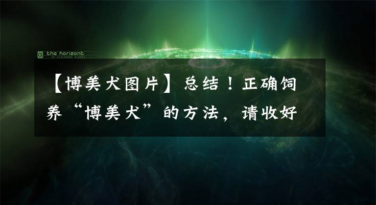 【博美犬圖片】總結(jié)！正確飼養(yǎng)“博美犬”的方法，請收好