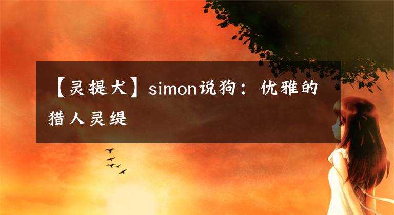 【靈提犬】simon說狗：優(yōu)雅的獵人靈緹