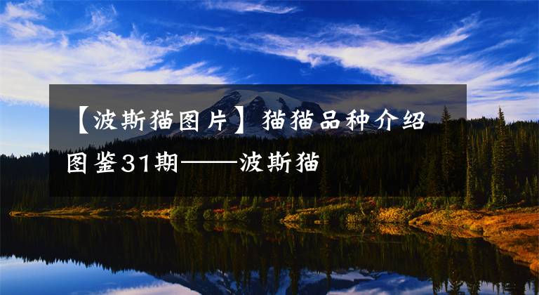 【波斯貓圖片】貓貓品種介紹圖鑒31期——波斯貓