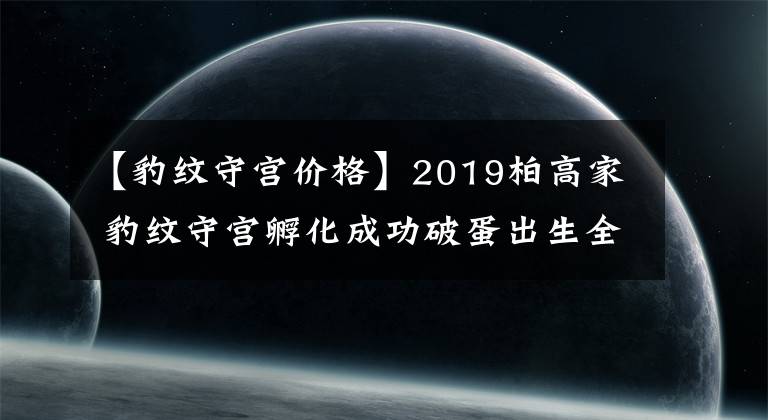 【豹紋守宮價(jià)格】2019柏高家 豹紋守宮孵化成功破蛋出生全記錄