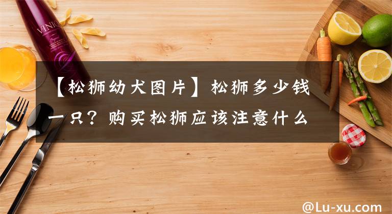 【松獅幼犬圖片】松獅多少錢(qián)一只？購(gòu)買(mǎi)松獅應(yīng)該注意什么？掌握這個(gè)訣竅少走彎路！