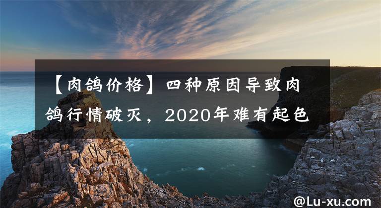 【肉鴿價(jià)格】四種原因?qū)е氯怿澬星槠茰纾?020年難有起色