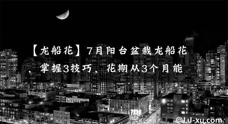 【龍船花】7月陽臺盆栽龍船花，掌握3技巧，花期從3個(gè)月能延長至半年