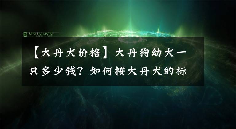 【大丹犬價格】大丹狗幼犬一只多少錢？如何按大丹犬的標(biāo)準(zhǔn)特征來選購？