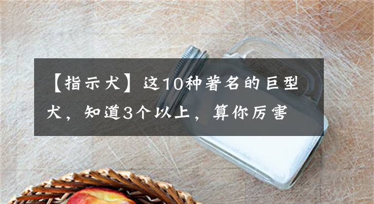 【指示犬】這10種著名的巨型犬，知道3個(gè)以上，算你厲害