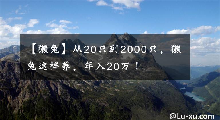 【獺兔】從20只到2000只，獺兔這樣養(yǎng)，年入20萬！