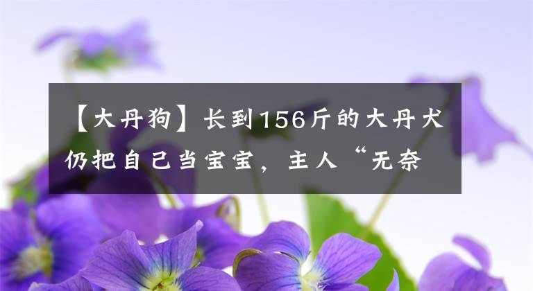 【大丹狗】長(zhǎng)到156斤的大丹犬仍把自己當(dāng)寶寶，主人“無(wú)奈”承受甜蜜負(fù)擔(dān)