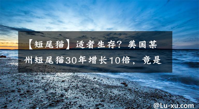 【短尾貓】適者生存？美國(guó)某州短尾貓30年增長(zhǎng)10倍，竟是因?yàn)檫m應(yīng)了環(huán)境變化