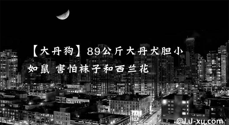 【大丹狗】89公斤大丹犬膽小如鼠 害怕襪子和西蘭花