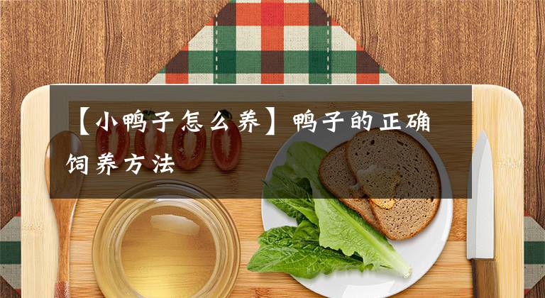 【小鴨子怎么養(yǎng)】鴨子的正確飼養(yǎng)方法