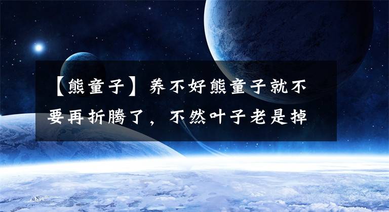 【熊童子】養(yǎng)不好熊童子就不要再折騰了，不然葉子老是掉，就更別提開花了