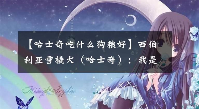 【哈士奇吃什么狗糧好】西伯利亞雪橇犬（哈士奇）：我是真的“狗”