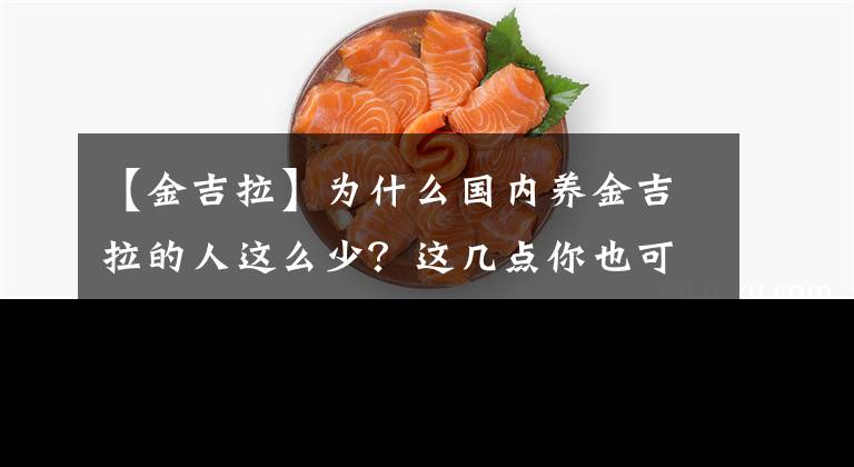 【金吉拉】為什么國(guó)內(nèi)養(yǎng)金吉拉的人這么少？這幾點(diǎn)你也可能無法接受