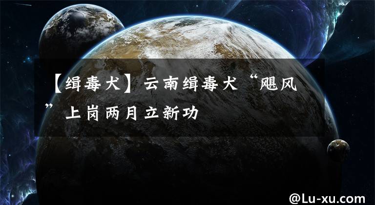 【緝毒犬】云南緝毒犬“颶風(fēng)”上崗兩月立新功