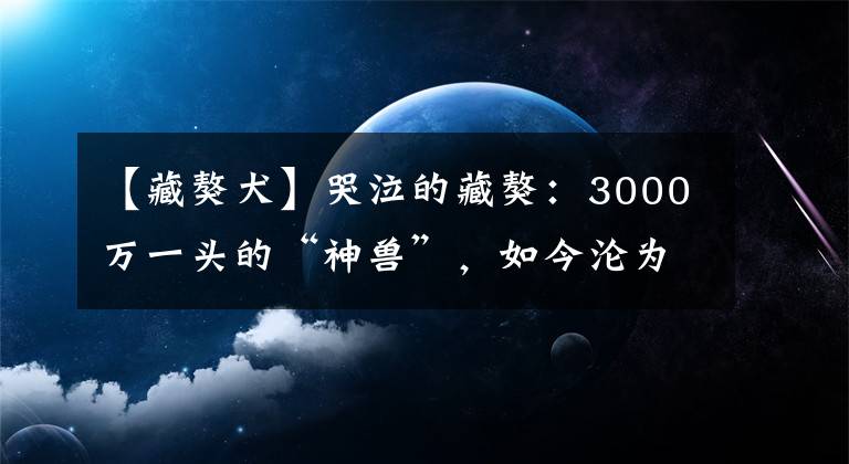 【藏獒犬】哭泣的藏獒：3000萬一頭的“神獸”，如今淪為火鍋食材