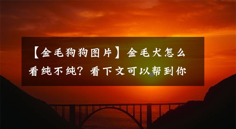 【金毛狗狗圖片】金毛犬怎么看純不純？看下文可以幫到你