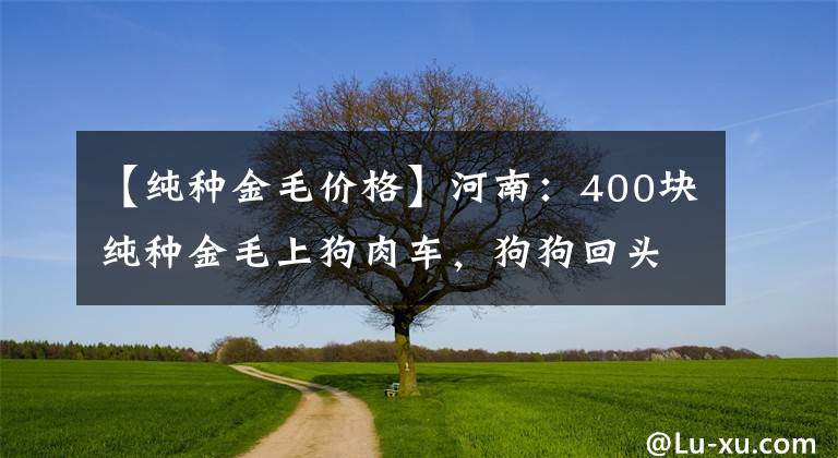 【純種金毛價格】河南：400塊純種金毛上狗肉車，狗狗回頭找主人，狗販：別回頭了