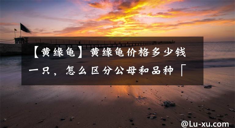 【黃緣龜】黃緣龜價(jià)格多少錢一只，怎么區(qū)分公母和品種「龜谷鱉老」