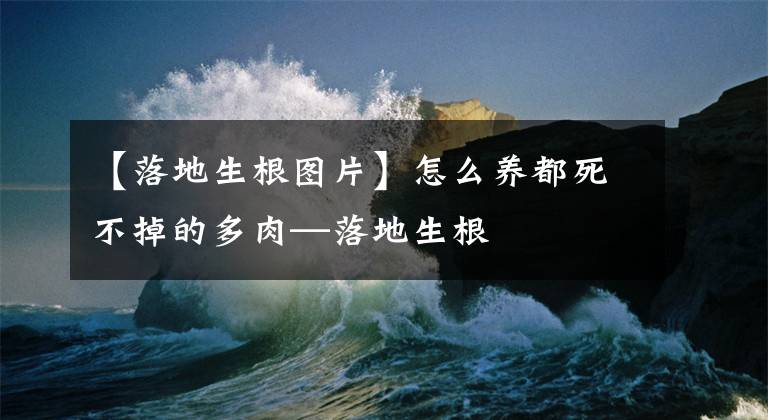 【落地生根圖片】怎么養(yǎng)都死不掉的多肉—落地生根