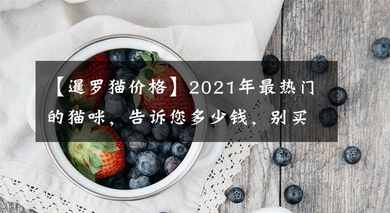 【暹羅貓價(jià)格】2021年最熱門(mén)的貓咪，告訴您多少錢(qián)，別買(mǎi)貴了