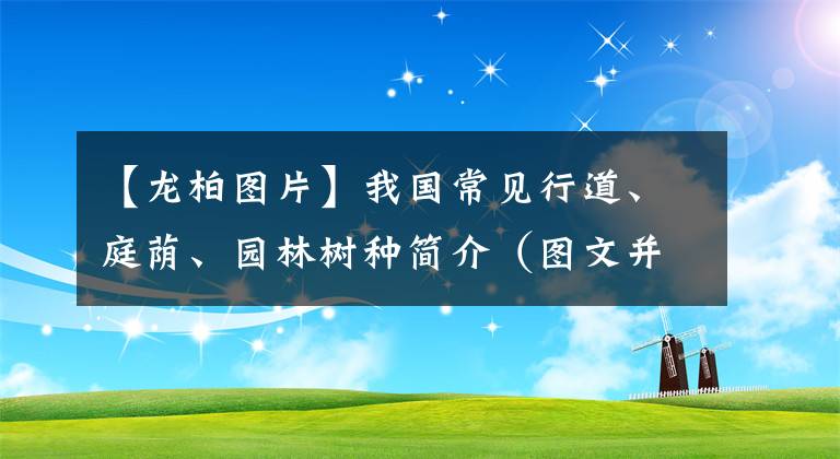 【龍柏圖片】我國(guó)常見(jiàn)行道、庭蔭、園林樹(shù)種簡(jiǎn)介（圖文并茂）