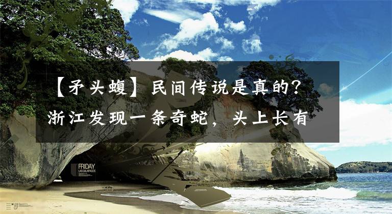 【矛頭蝮】民間傳說是真的？浙江發(fā)現(xiàn)一條奇蛇，頭上長(zhǎng)有“龍角”，還有劇毒