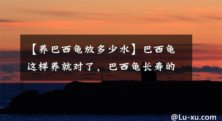 【養(yǎng)巴西龜放多少水】巴西龜這樣養(yǎng)就對了，巴西龜長壽的秘訣