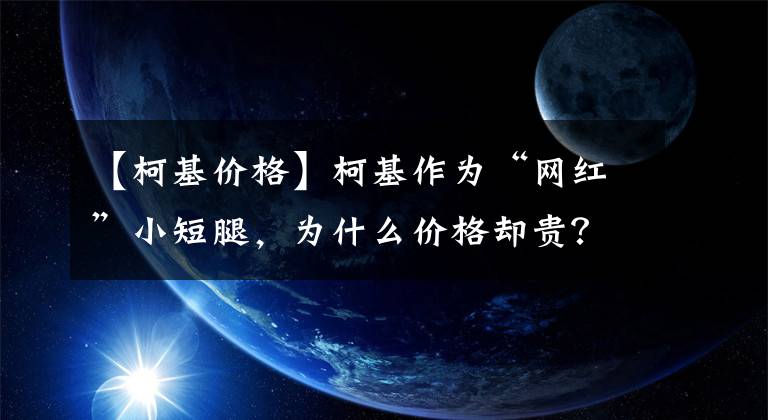 【柯基價格】柯基作為“網(wǎng)紅”小短腿，為什么價格卻貴？今天告訴你怎么回事