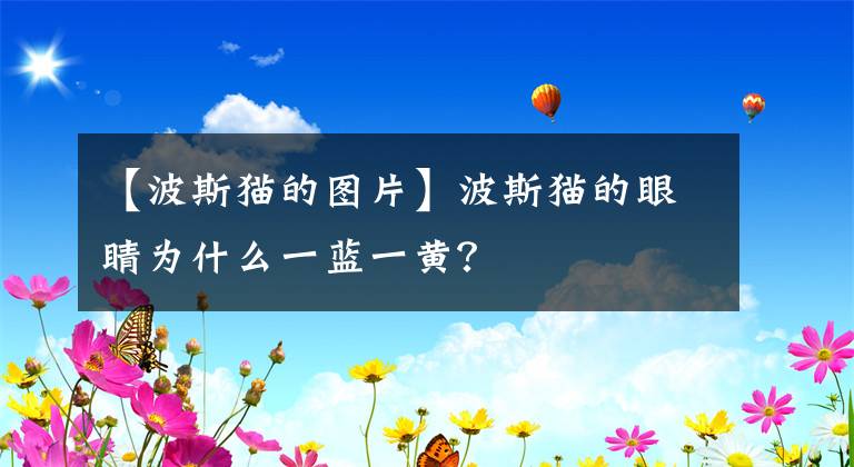 【波斯貓的圖片】波斯貓的眼睛為什么一藍(lán)一黃？