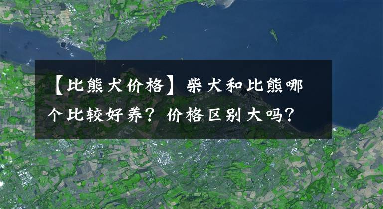 【比熊犬價格】柴犬和比熊哪個比較好養(yǎng)？價格區(qū)別大嗎？