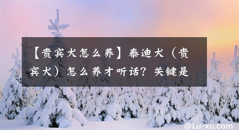 【貴賓犬怎么養(yǎng)】泰迪犬（貴賓犬）怎么養(yǎng)才聽話？關(guān)鍵是搞定它這3大壞習(xí)慣